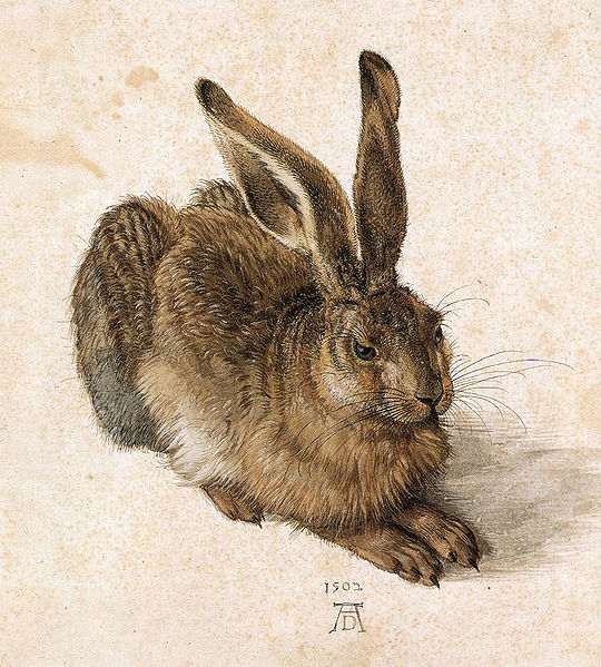 Albrecht Durer, Young Hare, c. 1505, gouache and watercolor on paper.